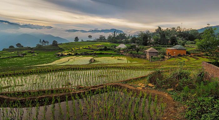 Scenery of rice fields