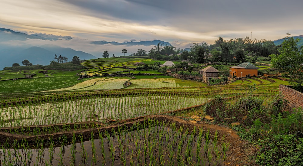 cenário de campos de arroz