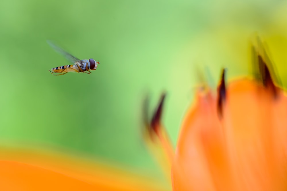 macro photography of bee