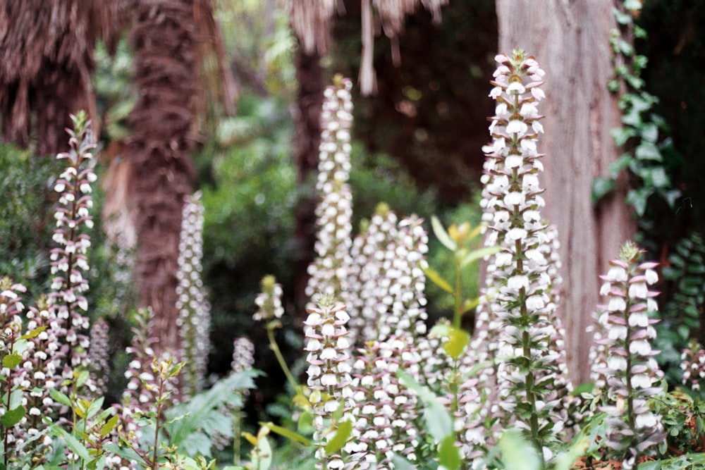 white flower plant surrounded by trees