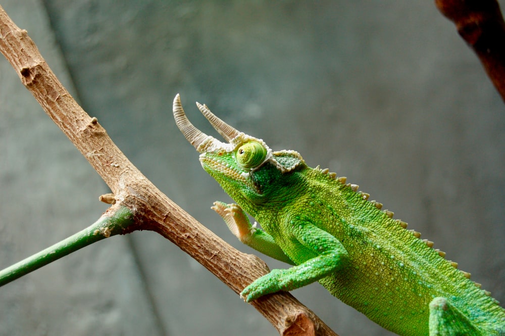 녹색 파충류의 얕은 초점 사진