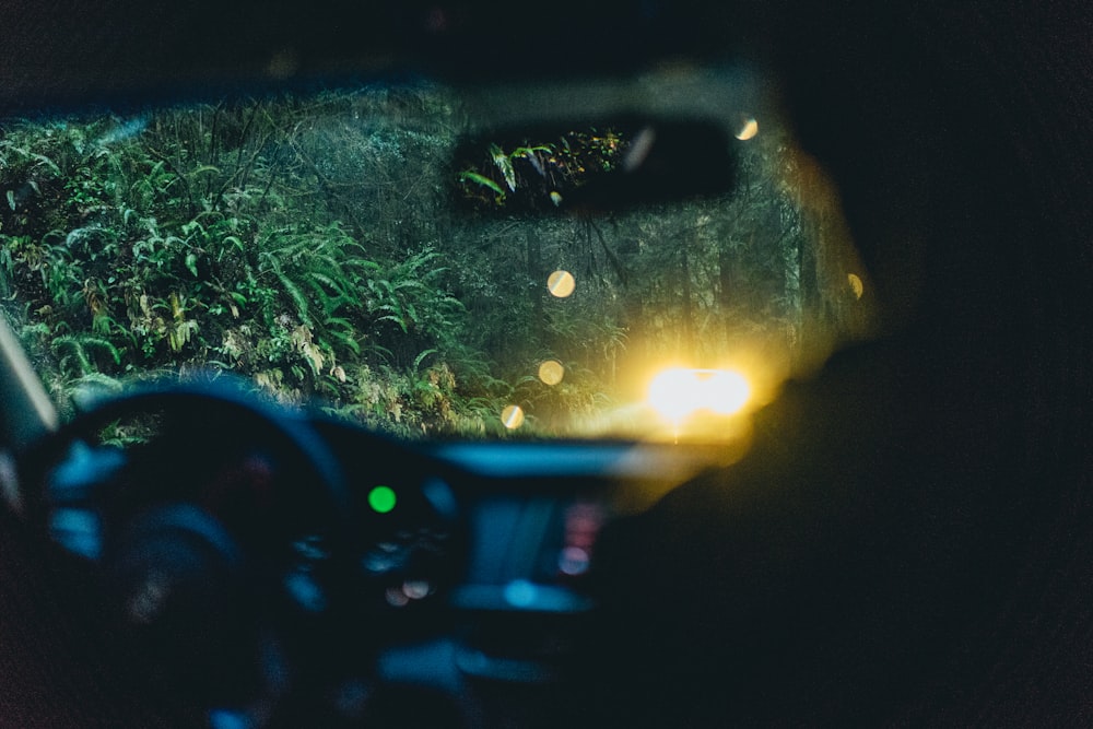 person riding on car across green trees