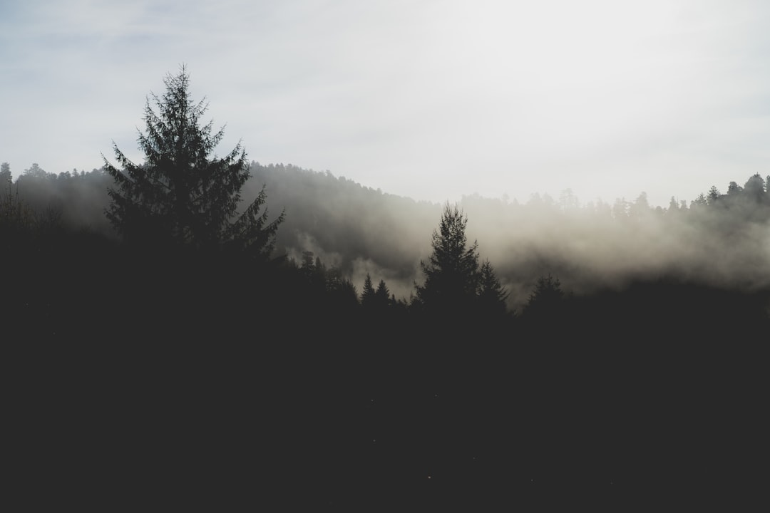 silhouette of trees under nimbus clouds