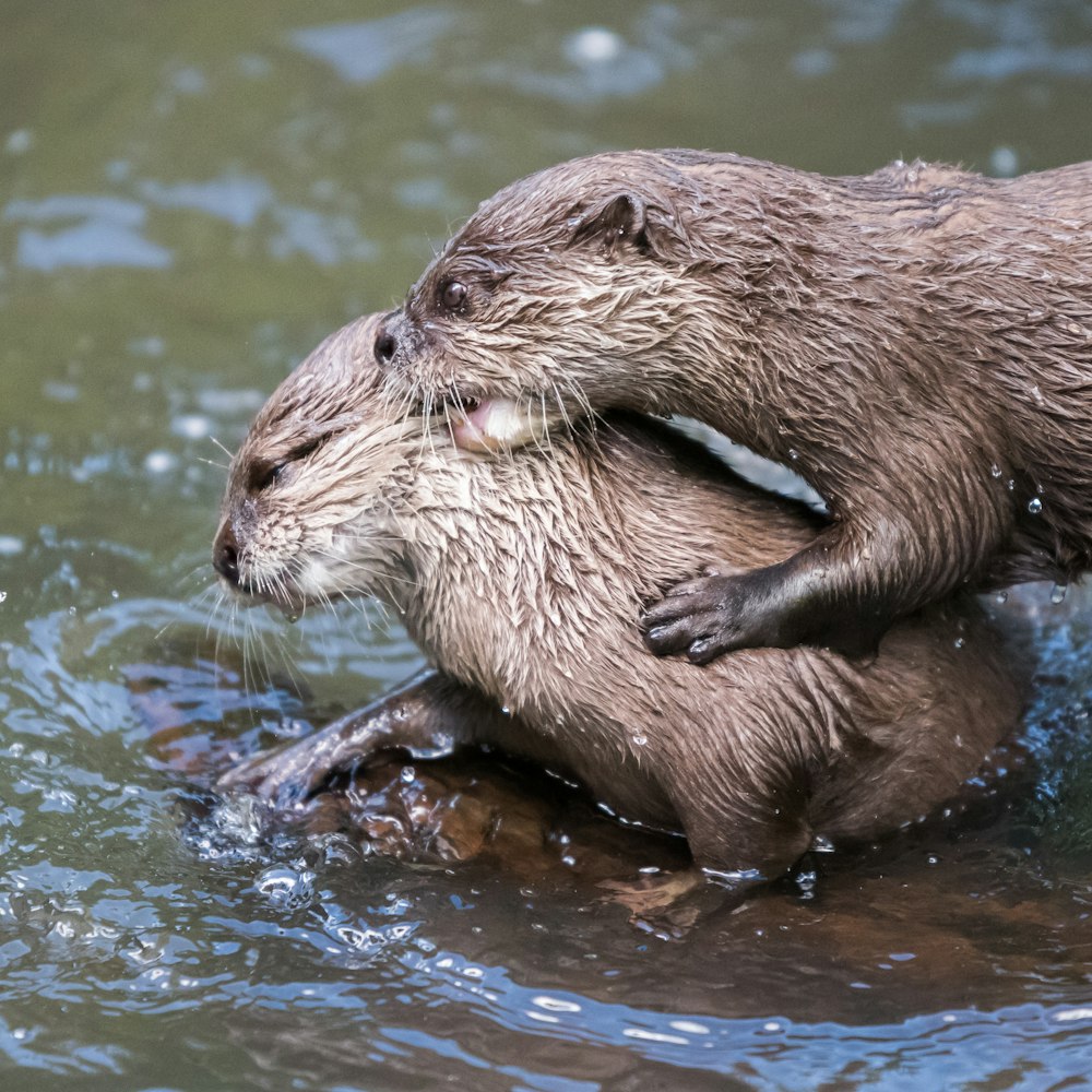duas lontras marrons na água