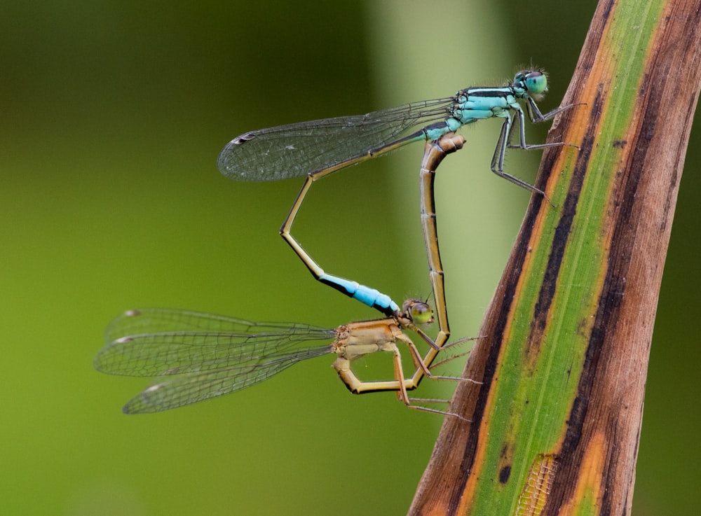 libélulas azules en hoja verde