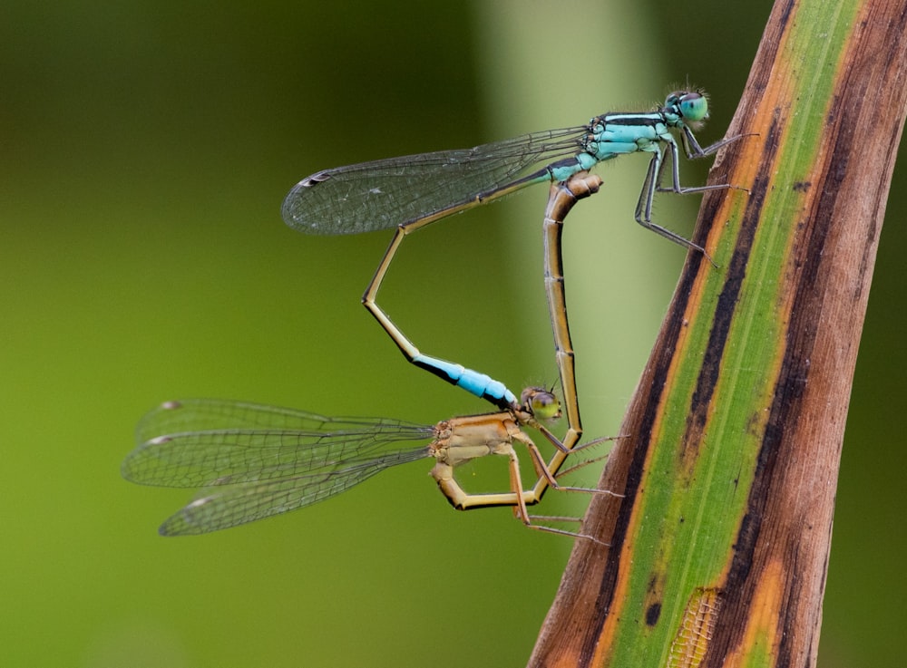 blue dragonflies on green leaf