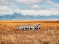six zebras on grass field