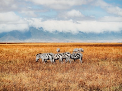 six zebras on grass field