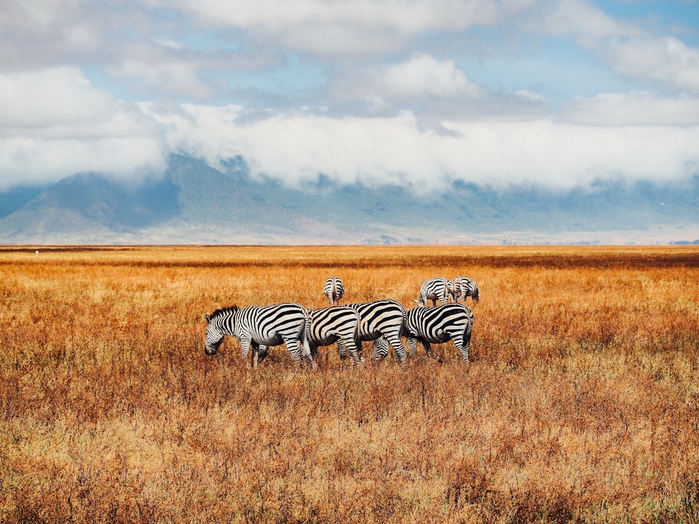 Sechs Zebras auf Rasenplatz