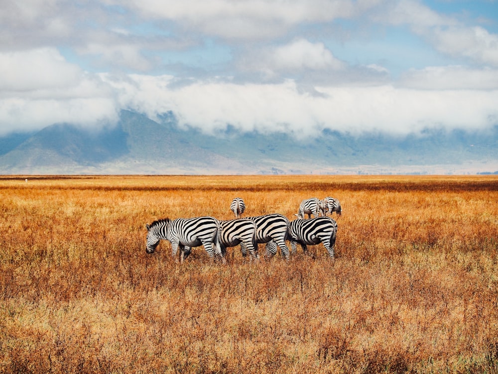 seis zebras no campo de grama