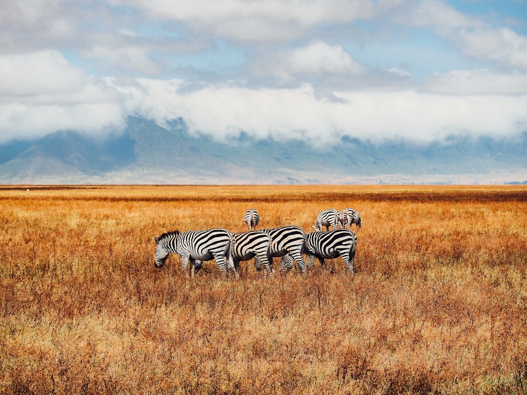 six zebras on grass field, Zebras have a very particular black and white pattern (or white and black?) that make them ve