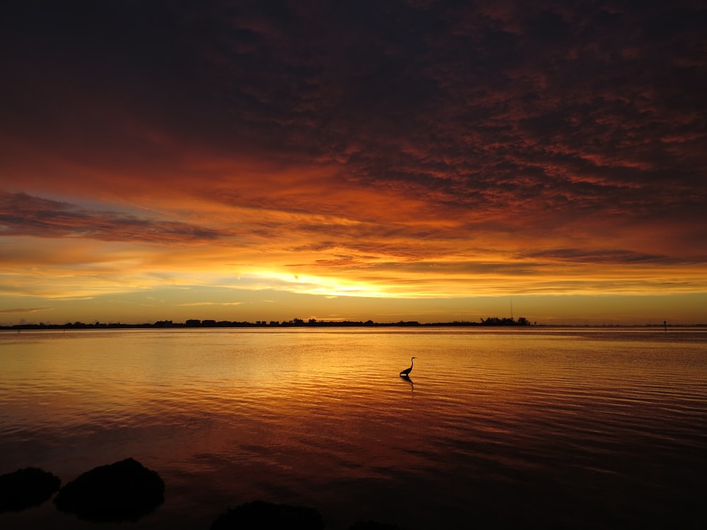 Vogel auf dem Meer bei Sonnenuntergang