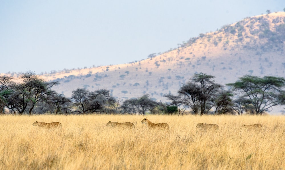 Leonas en la hierba durante el día