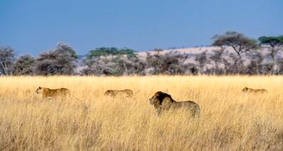herd of lion on field during daytime