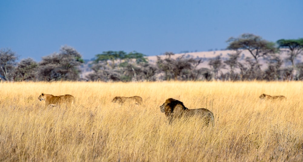 Manada de leones en el campo durante el día