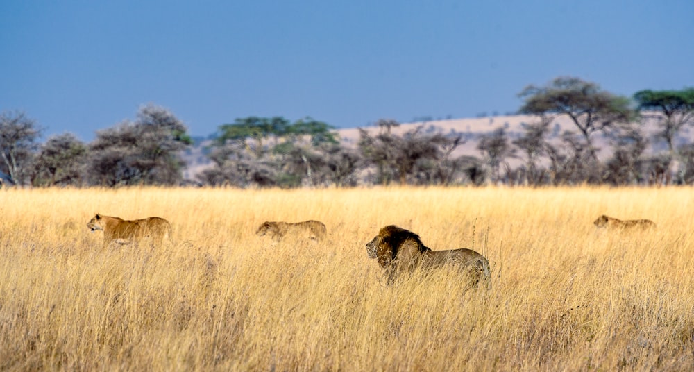 herd of lion on field during daytime