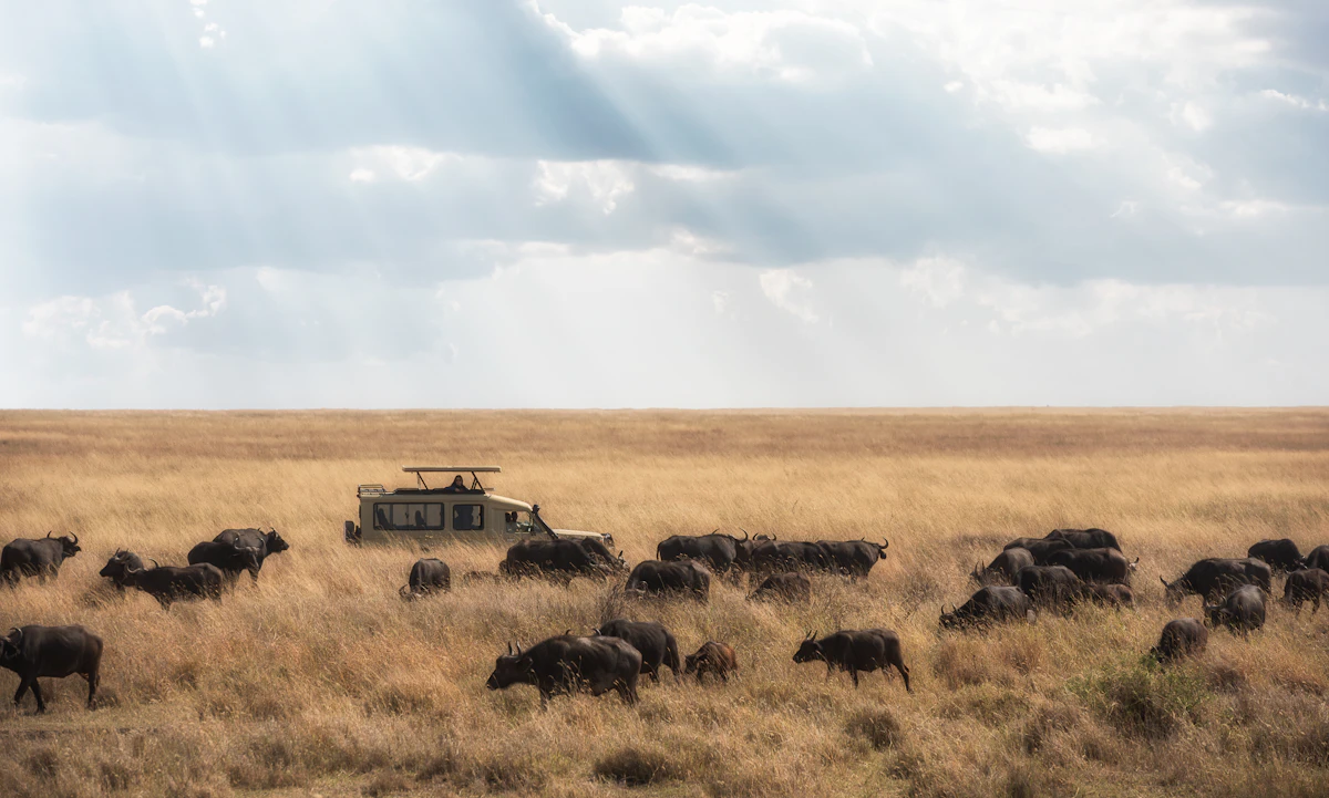 Safari vehicle passing through a buffalo herd in Central Serengeti — Day 4 of the standard 7-day Northern Circuit