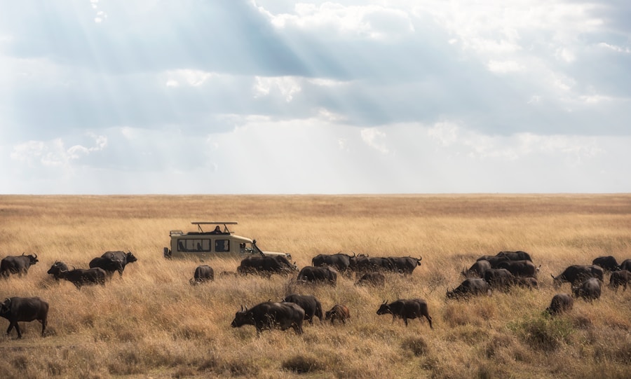 Tanzania safari