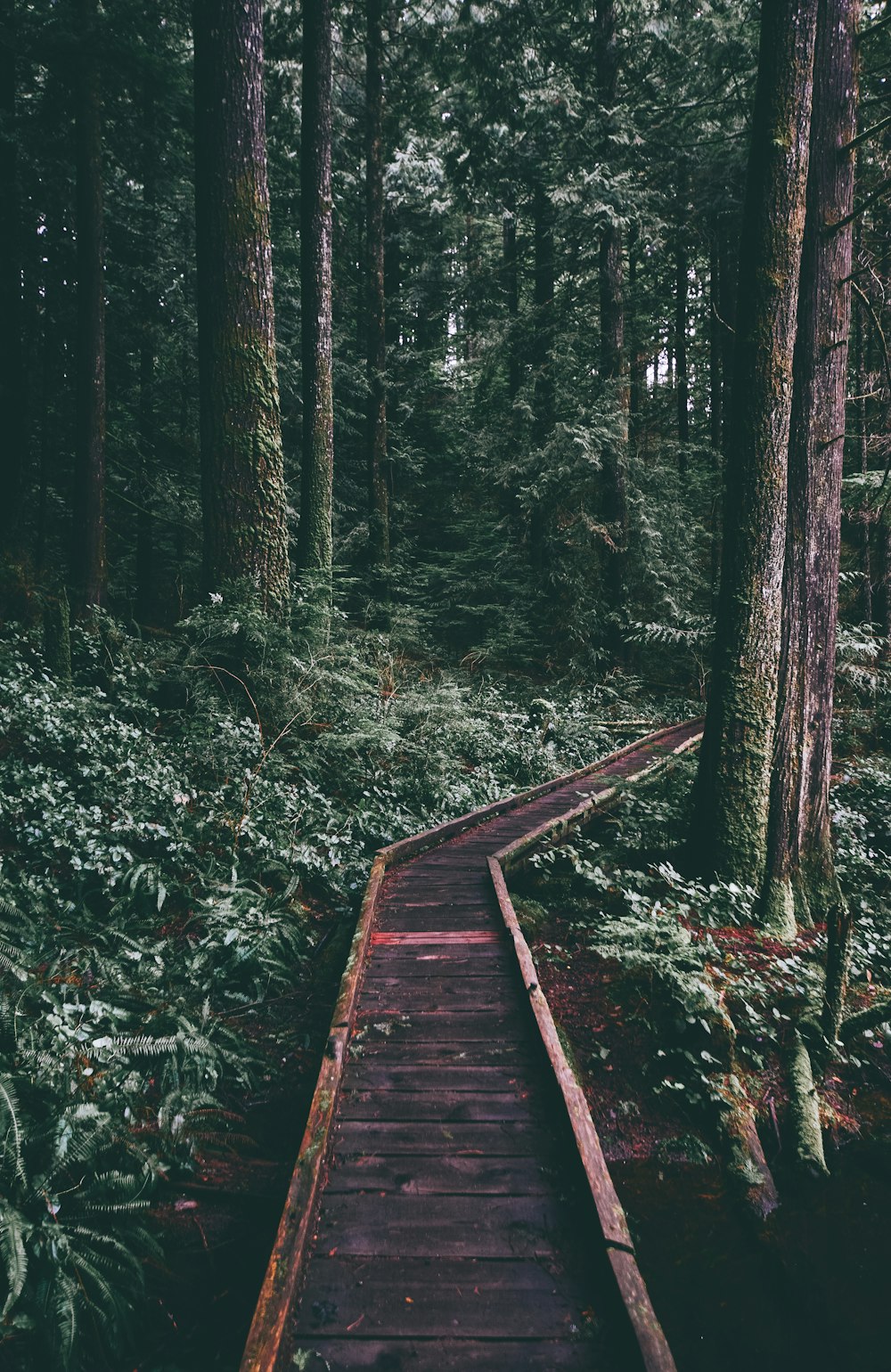 brown wooden pathway in forest