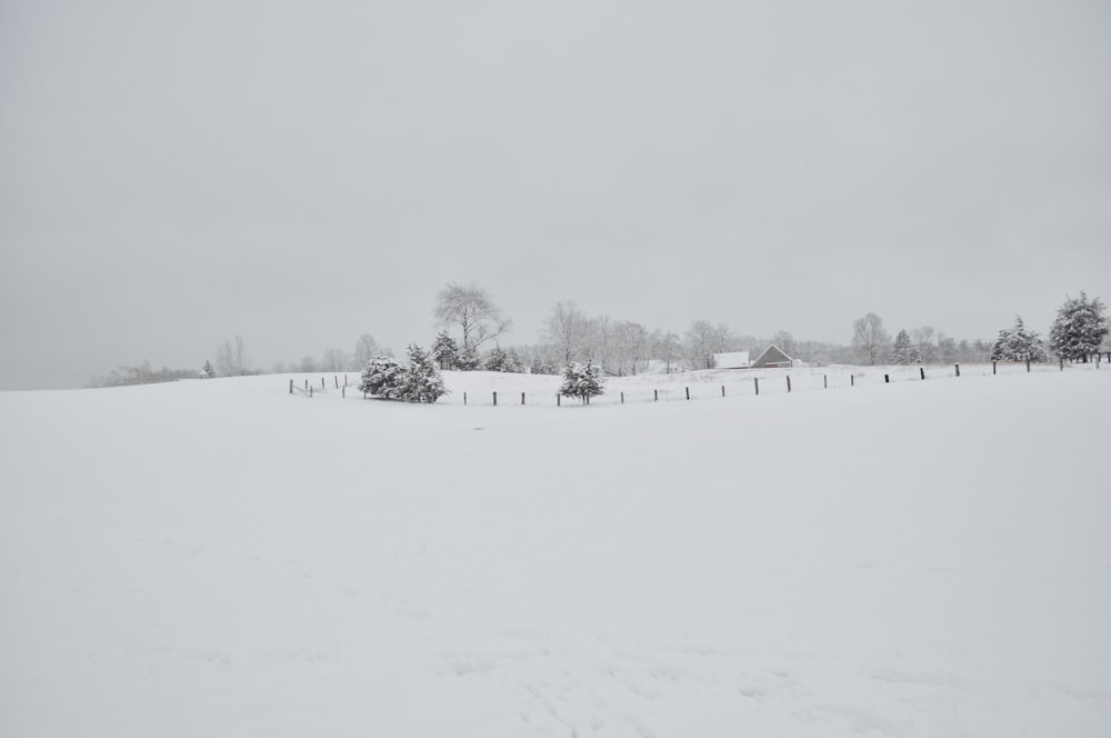 snow covered ground and trees