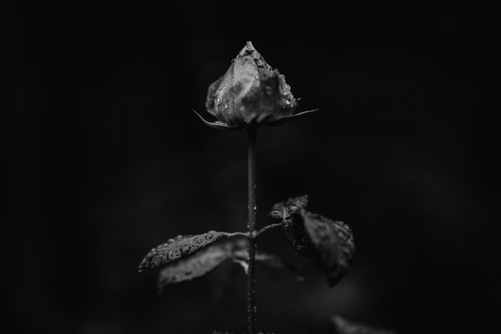 grayscaled photo of flower
