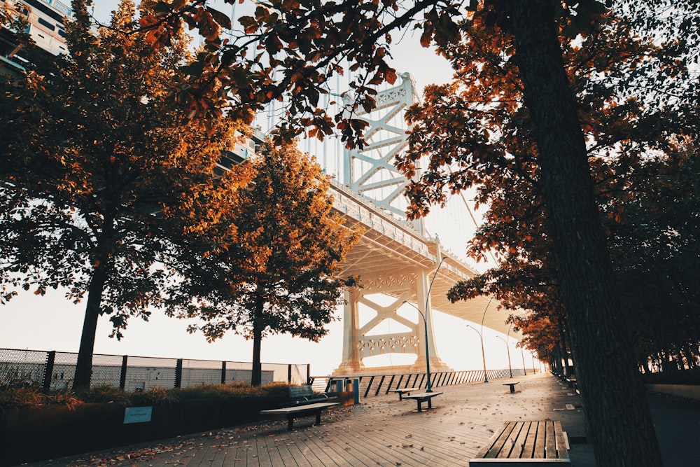 日中の橋の近くのカエデの葉の木々