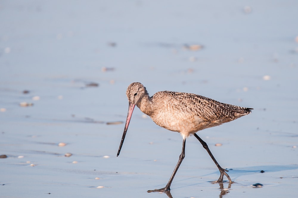 close up photo of gray and black bird walking on seashore