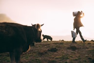 person carrying milk can near dog and cow during daytime