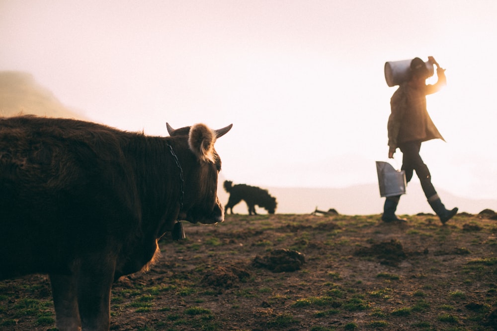 person carrying milk can near dog and cow during daytime