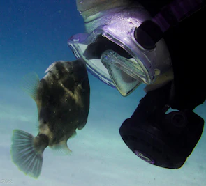 Close-up of a curious tropical fish swimming near a novice scuba diver.