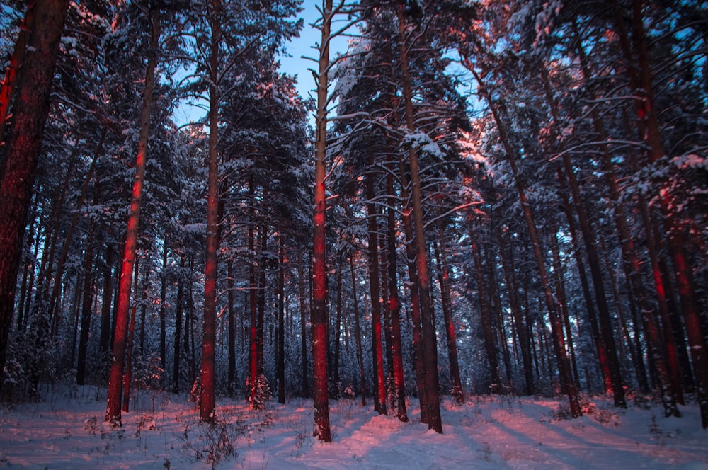 white and black forest