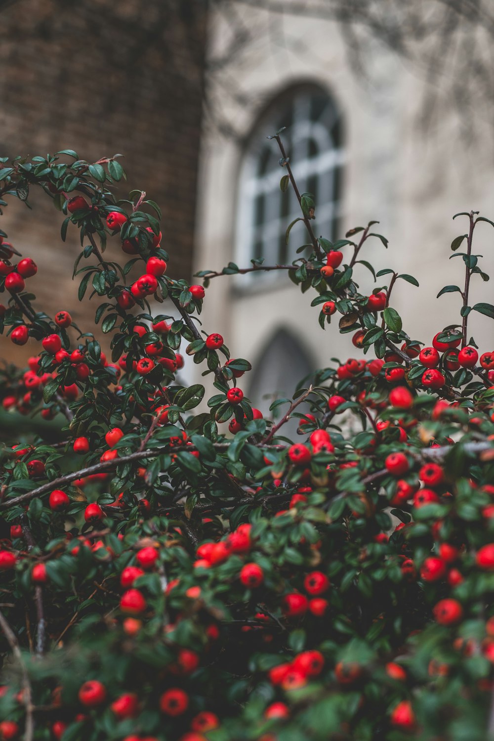 red fruit tilt shift photo