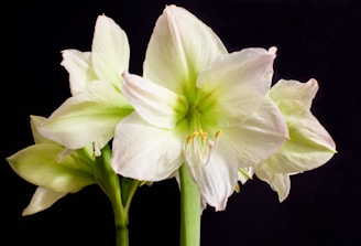 Delicate white amaryllis flowers with subtle green hues and long stems set against a contrasting black background. The petals are wide and gently curved, with prominent yellow stamens in the center.