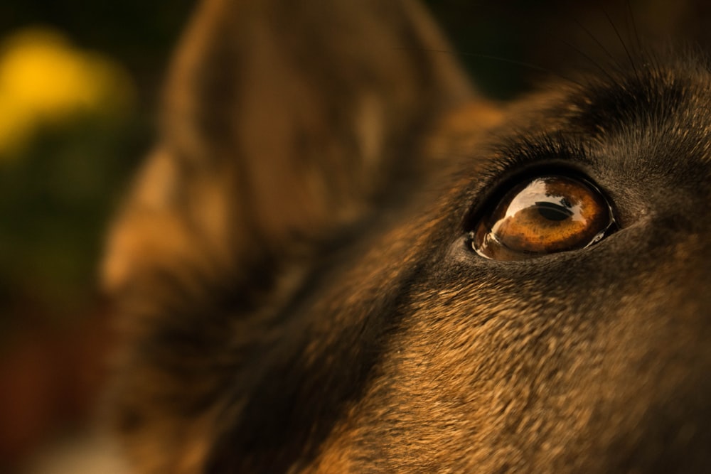 close shot of brown animal eye