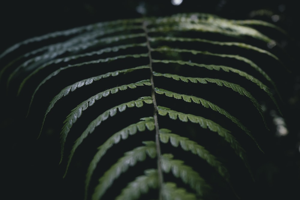 green fern