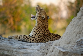 wildlife photography of jaguar
