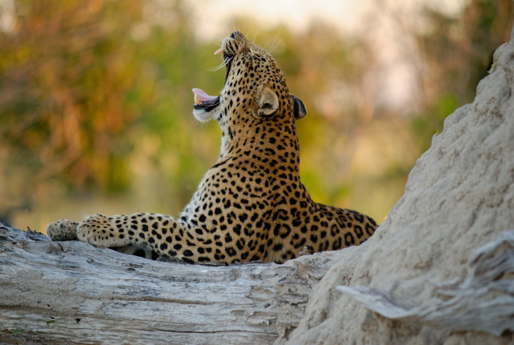 wildlife photography of jaguar