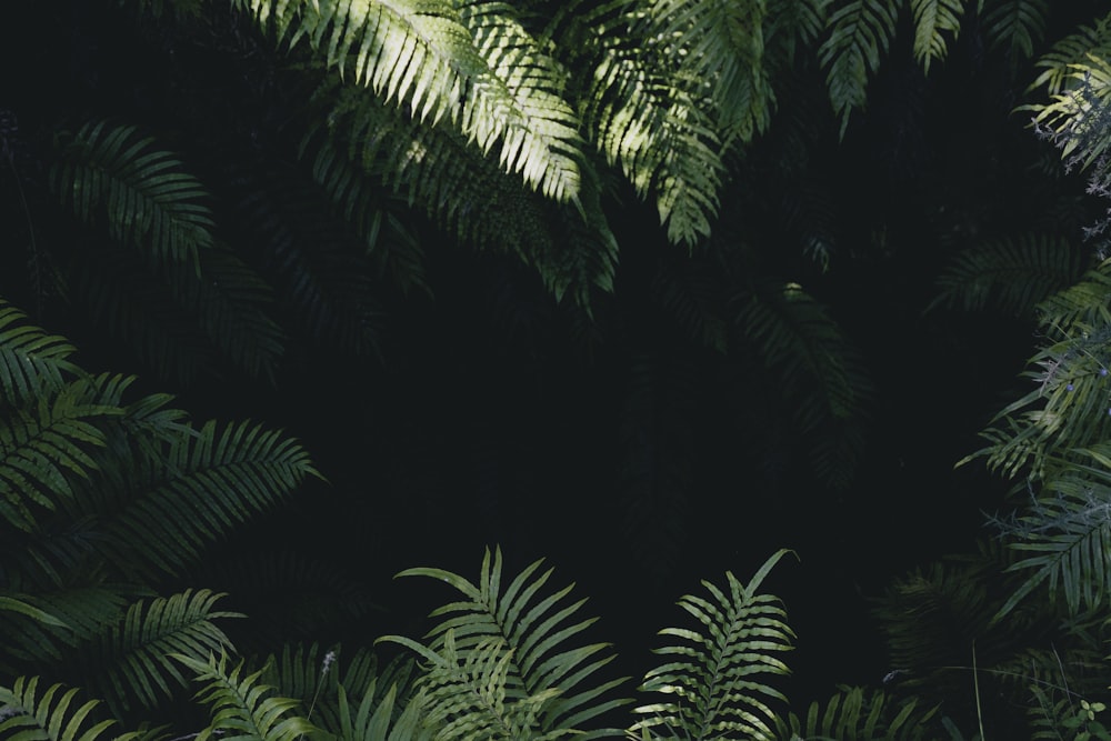Best 20+ Jungle Pictures | Download Free Images & Stock Photos on Unsplash