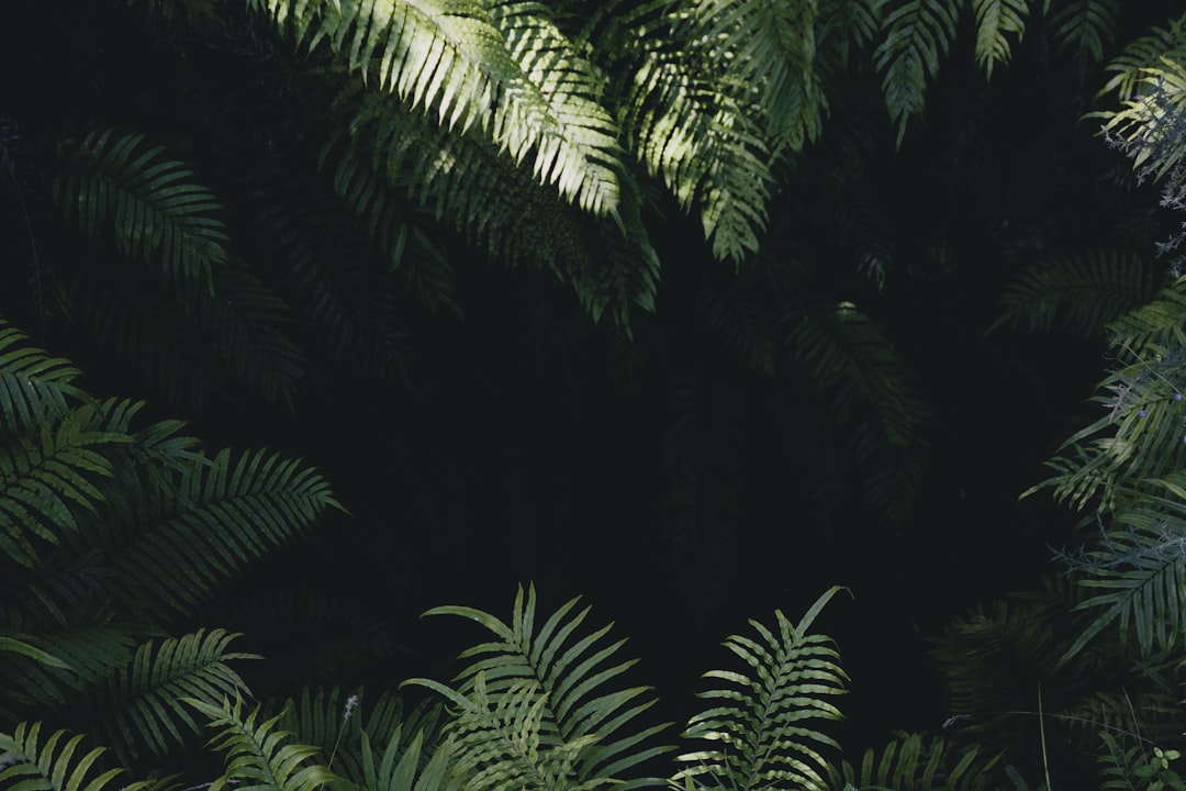 green linear leafed plants, Ferny Hole