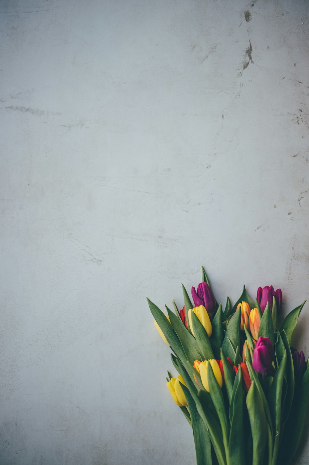 bouquet of purple and yellow tulips