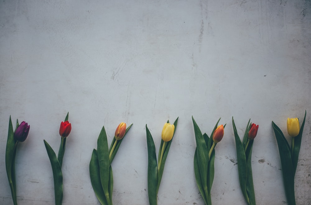 seven tulip flowers