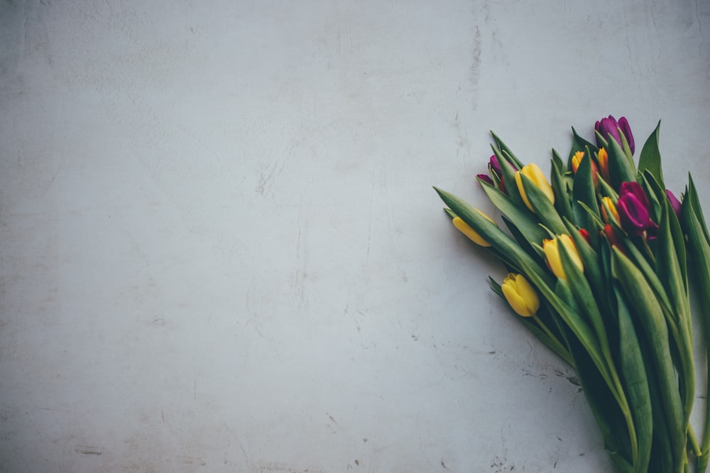 fiori di tulipano gialli e rosa su superficie bianca