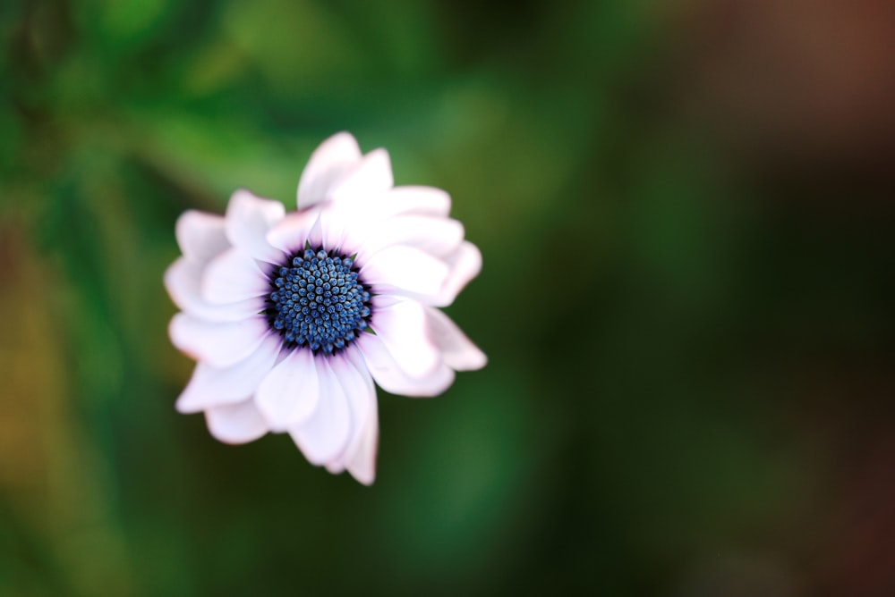 white flower during daytime