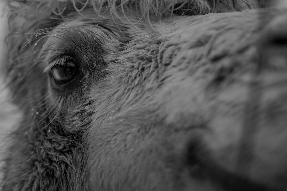 a black and white photo of a horse's eye