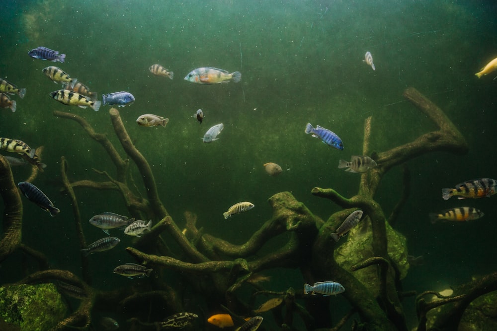 school of fish in body of water