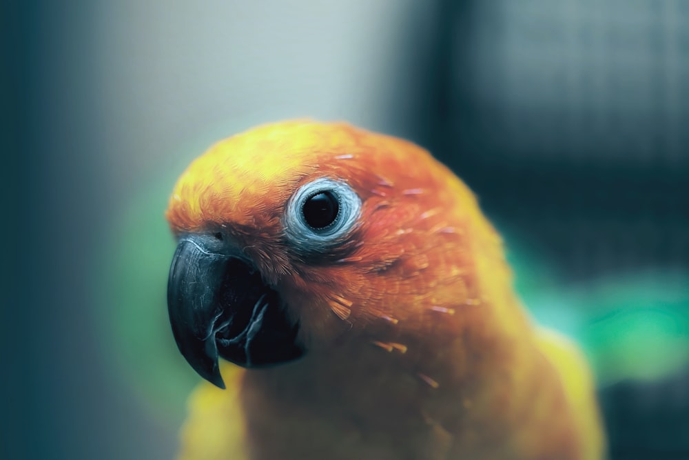 pájaro amarillo y rojo