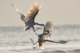 two crane fighting while flying