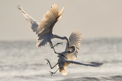 two crane fighting while flying aggressive google meet background