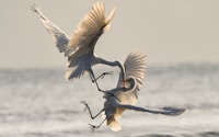 two crane fighting while flying