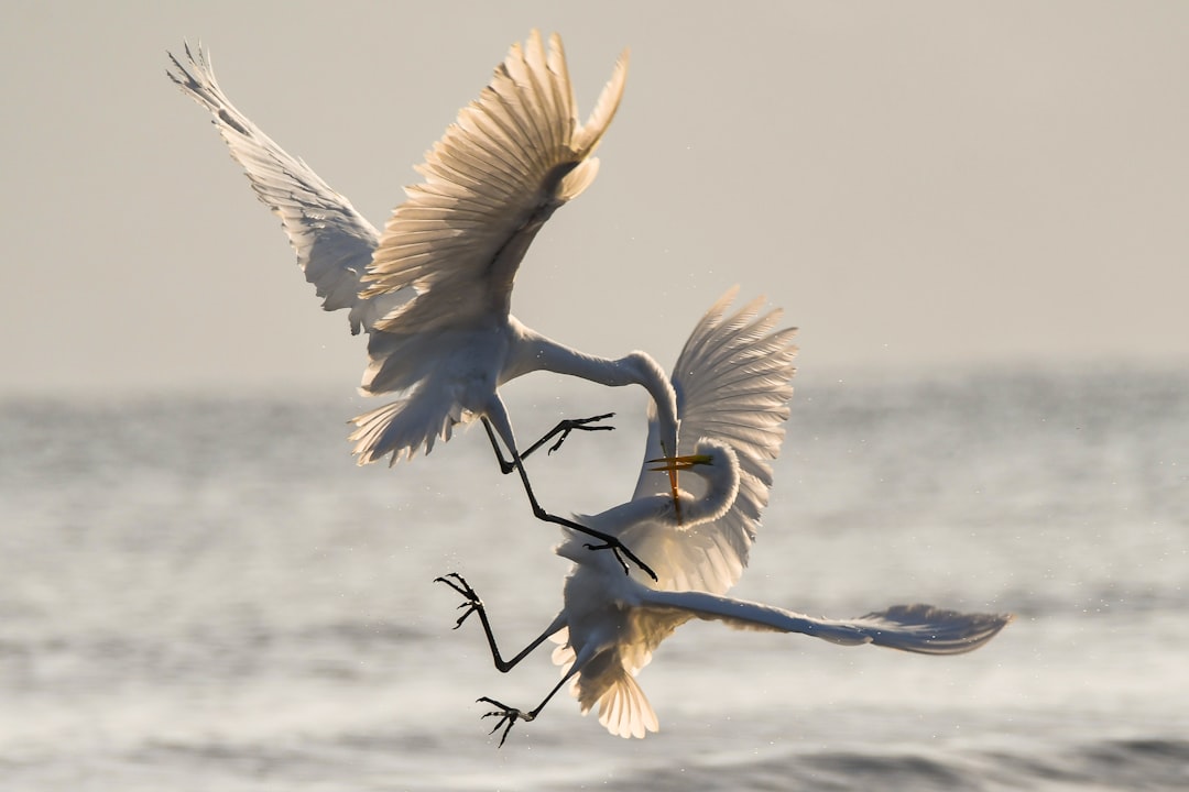 two crane fighting while flying, Dawn on the Sea of Cortez. Two Great Egrets battle for territorial fishing rights.
